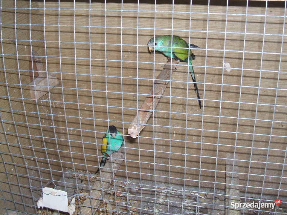 świergotka czarnogłowahudeta sprzedam