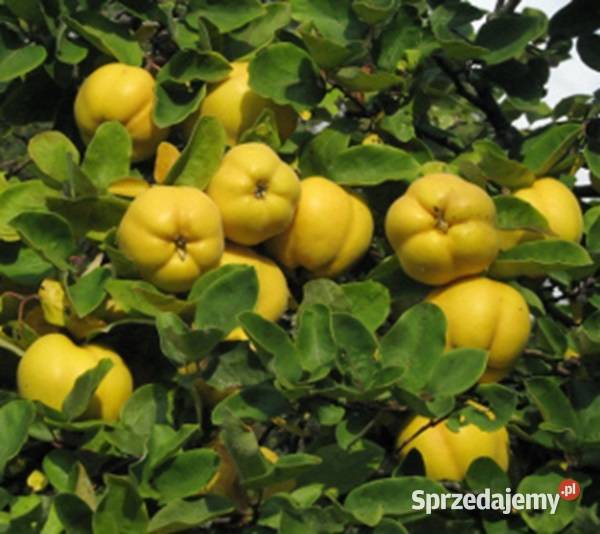 PIGWA POSPOLITA Cydonia oblonga NASIONA 600 Lubanie