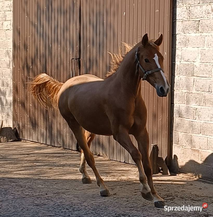 2letni wałach rasy małopolskiej na sprzedaż małopolskie
