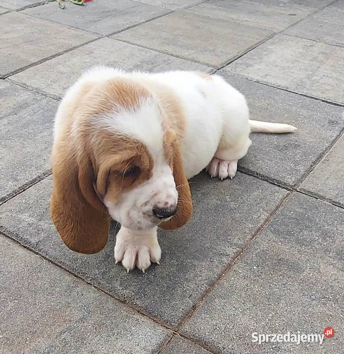 Basset hound szczenięta z renomowanej hodowli wielkopolskie Batorowo