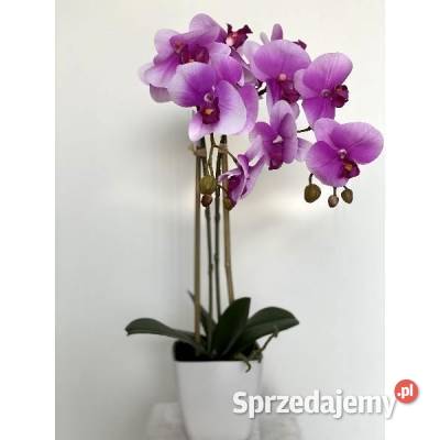 Storczyk w doniczce Premium Golkowice