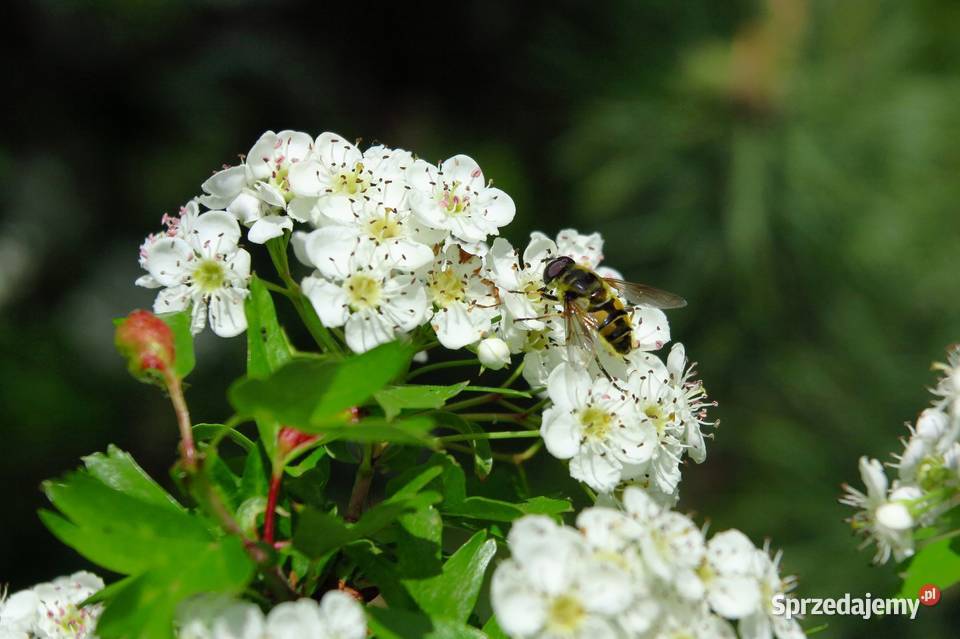 Canon PowerShot G1 X Mark II Matryca 15 14 Mpix Pabianice