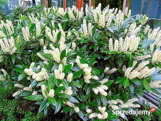 Laurowiśnia Wschodnia Otto Luyken PALETANAWÓZ Rośliny