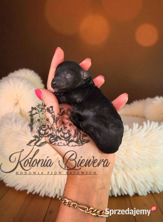 Pudel ToyMiniatura rodzice pakiet badań Sędziejowice