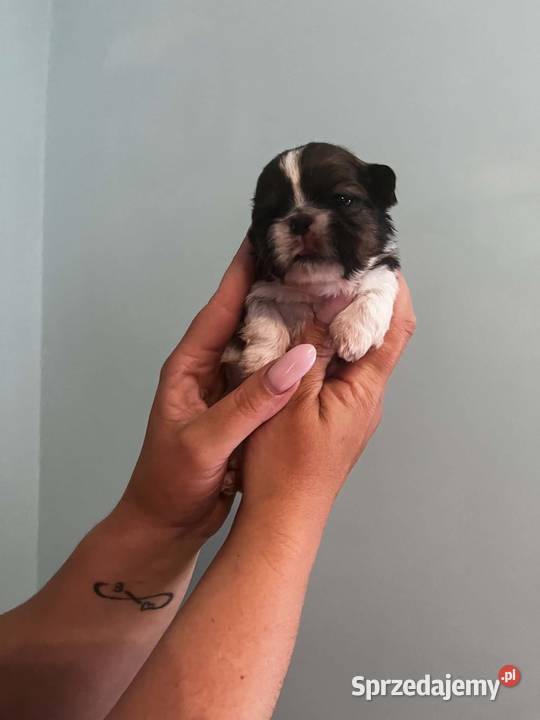 Mini sunia shih tzu Ciechocin sprzedam