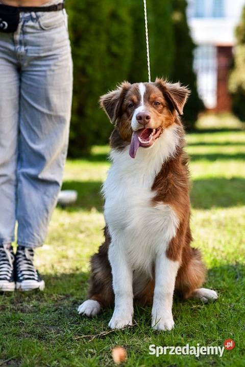 Ada i Bruce piękne roczne australijskie owczarki Warszawa sprzedam