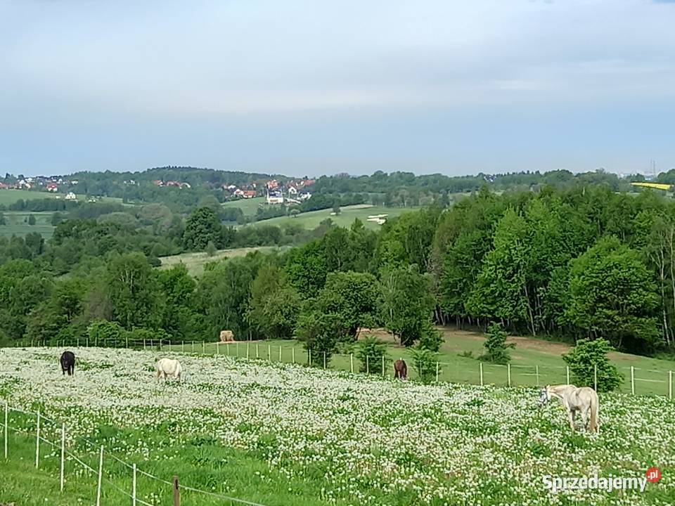 Ośrodek jeździecki stajnia pensjonat hotel koni Bodzanów