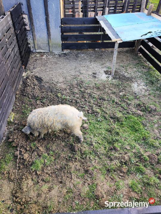 Mangalica sprzedam Makowiska sprzedam