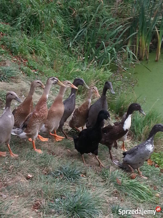 Kaczki Biegusy Młode Różne Kolory Pozostałe Ryki sprzedam