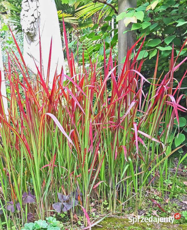 IMPERATA CYLINDRYCZA RED BARON sadzonki w Rośliny Ustronie