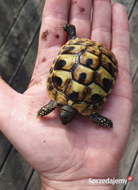 Żółw grecki Jaworzno