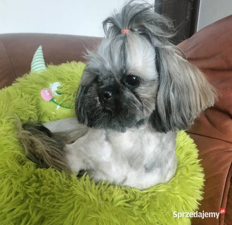 Shih tzu FCI piesek Shih Tzu sprzedam