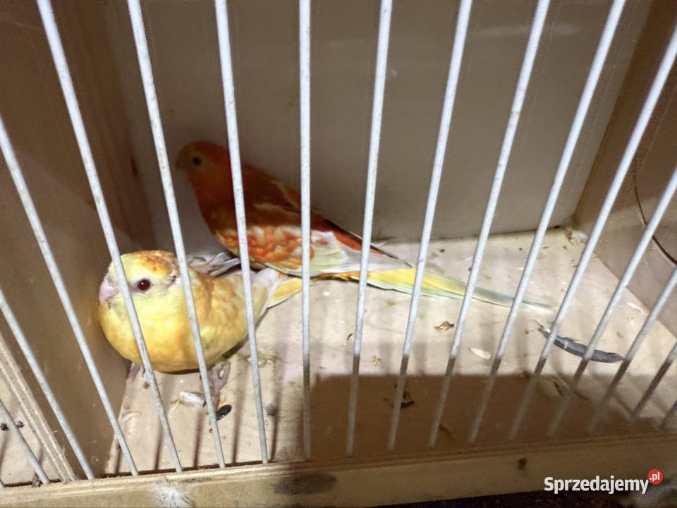 Świergoty Trzebnica