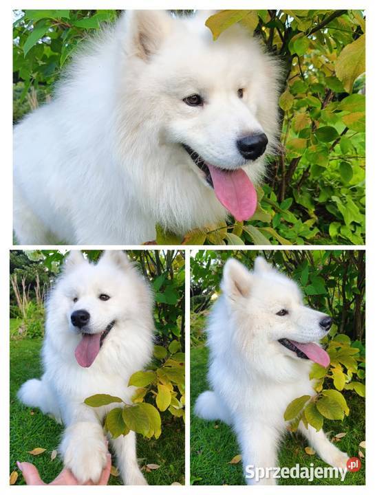Samoyed piesek Olszówka sprzedam