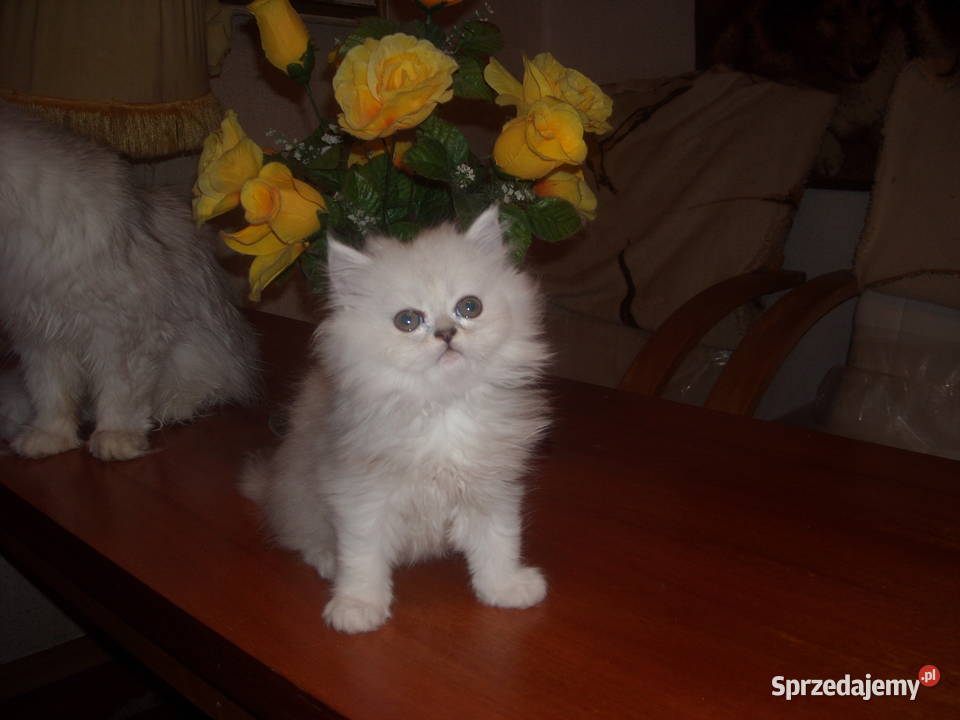 Piekne perskie przytulanki Warszawa sprzedam