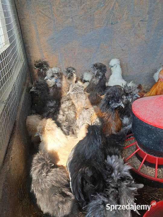 Sprzedam silki Pepłowo