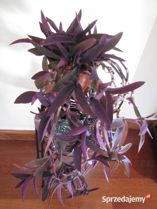 Trzykrotka purpurowa tradeskancja setkrezja duża