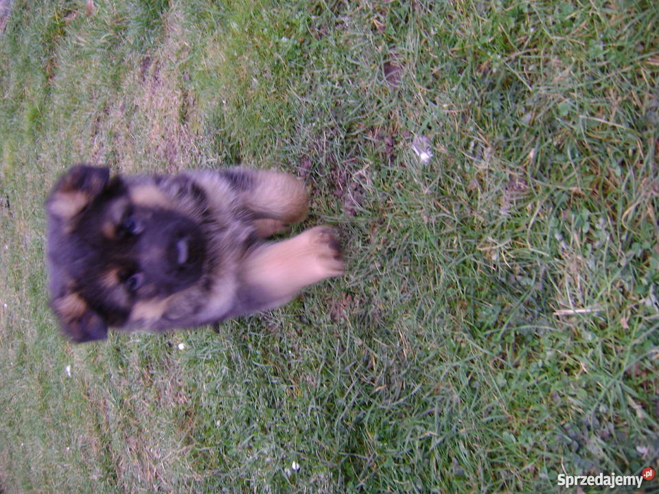 Sprzedam szczeniaki owczarka niemieckiego Olsztyn