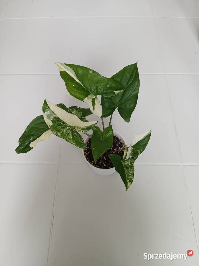 Syngonium podophyllum Albo Variegata Zroślicha śląskie Częstochowa