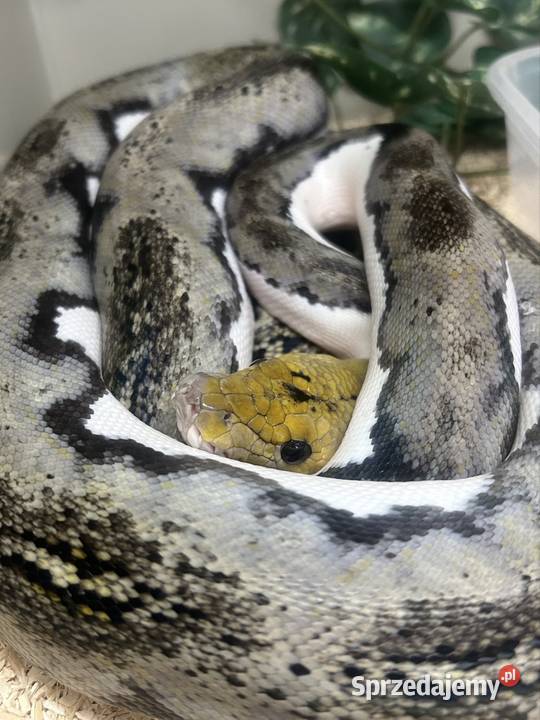 Pyton siatkowy pied tiger Jaworzno