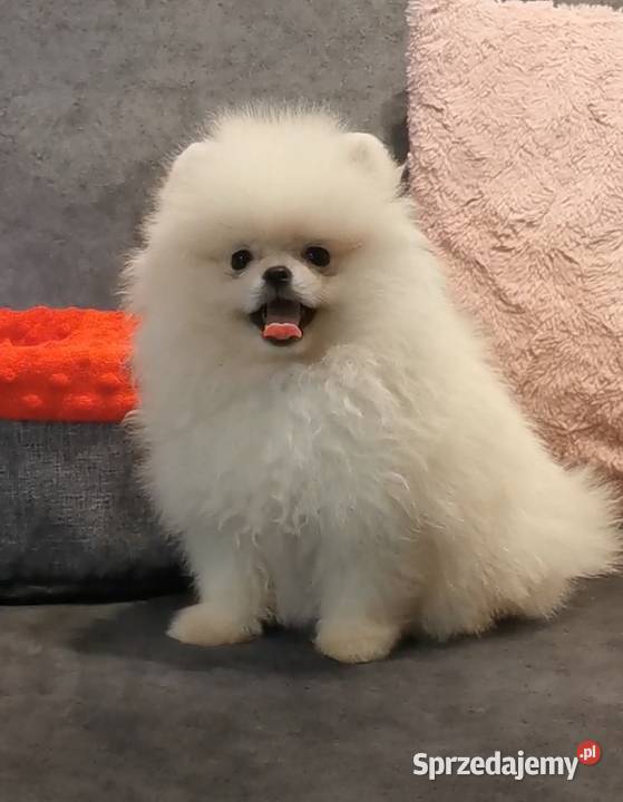Reproduktorpomeranian typ misia Szpic miniaturowy Bolesławiec