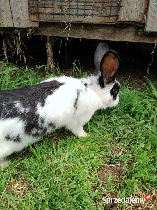 Sprzedam samice Łomża