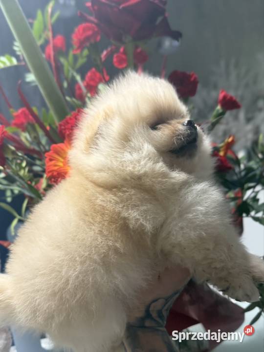 Szpic miniaturowy Pomeranian