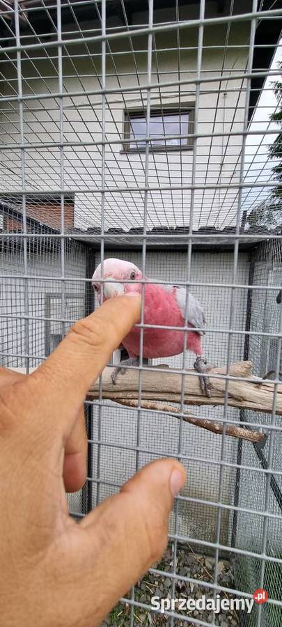 Kakadu Różowe para śląskie Bystra
