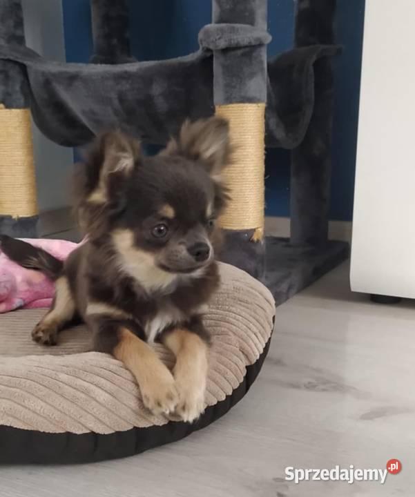 Chihuahua szczenięta super pies mini prawdziwy Radom