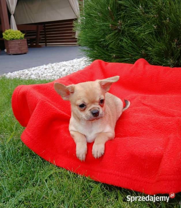 Piękny piesek chihuahua