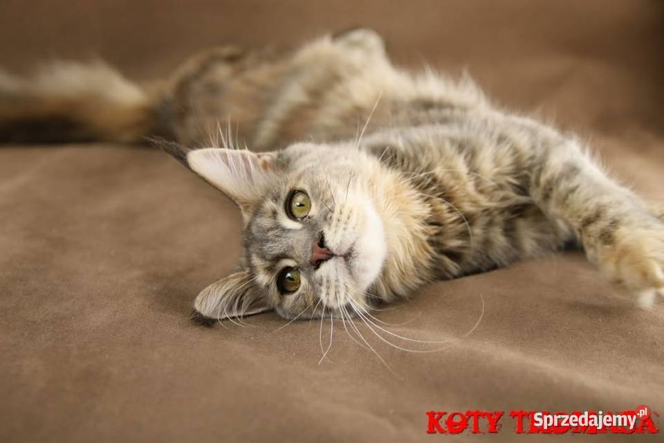 Kotka Maine Coon Tsunami Koty Thomasa Poznań