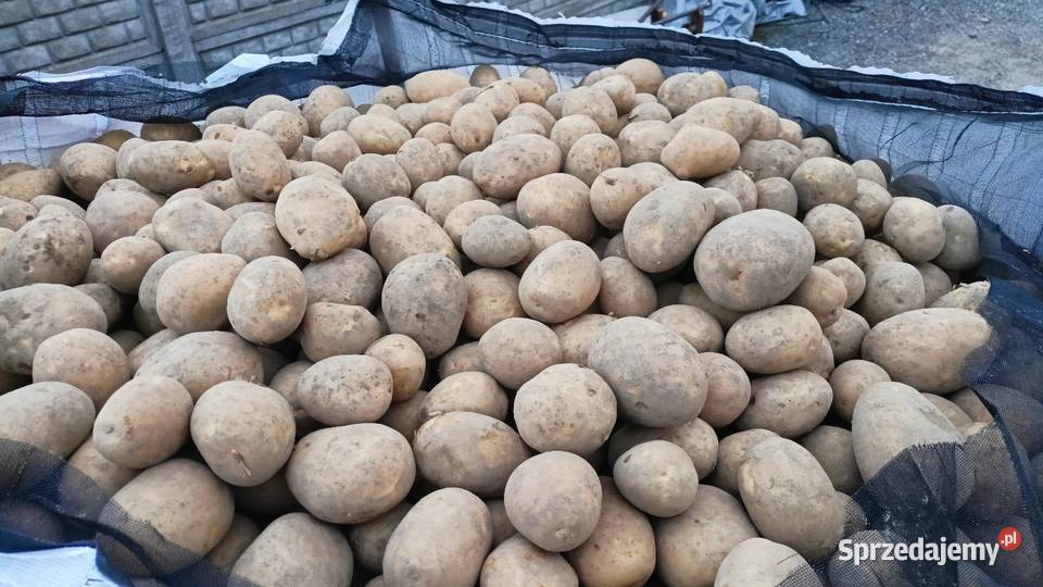 Ziemniaki Jadalne Soraya Denar Bellarosa Dębica