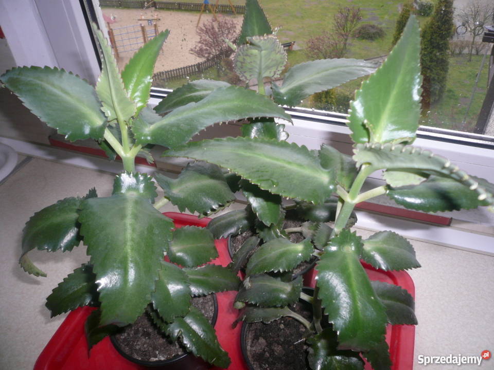 Żyworódki pierzaste piękne rośliny eko zachodniopomorskie Kołobrzeg