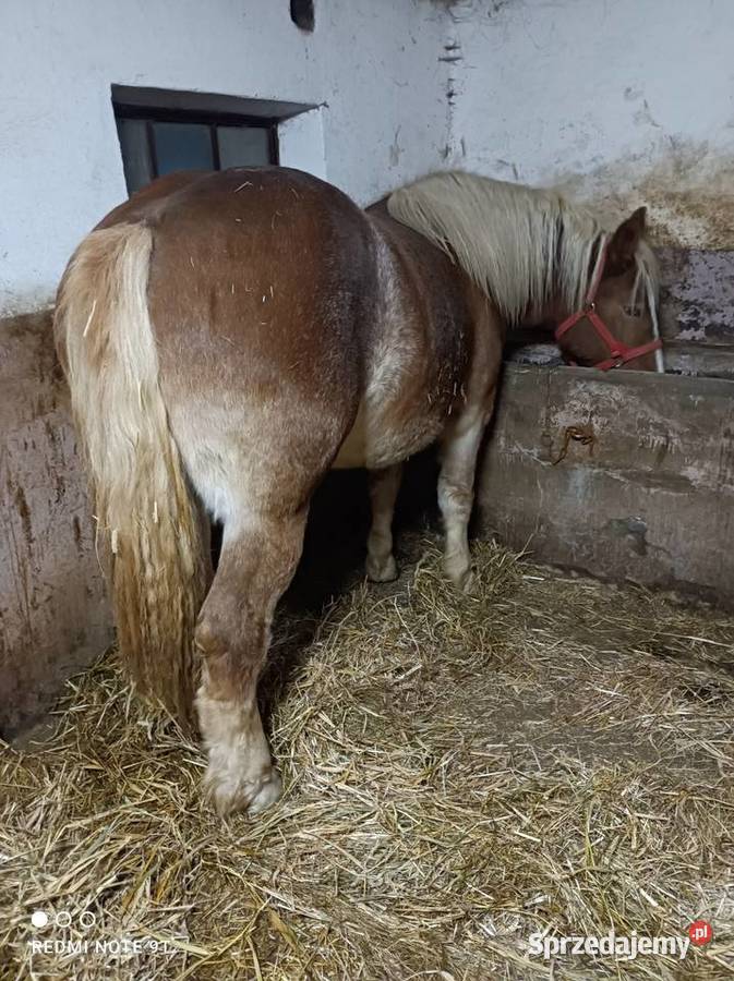Konie zimnokrwiste Konie Kuczbork-Wieś