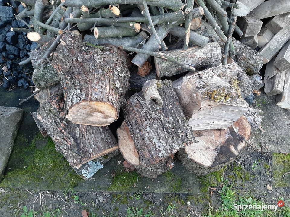 Jabloń do Wędzenia Witkowice
