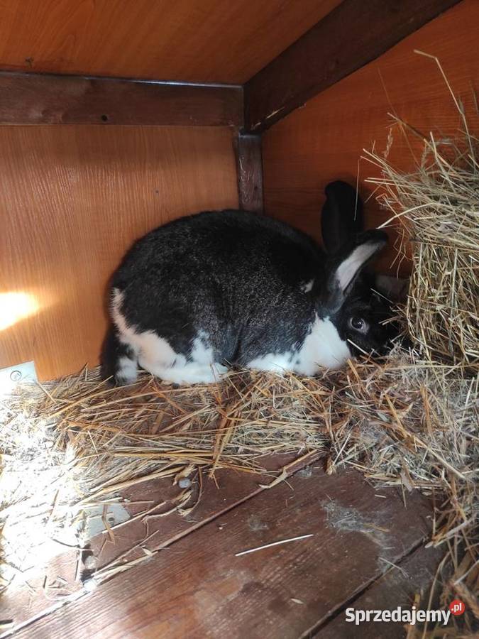 Króliki hodowlane samice Rzgów