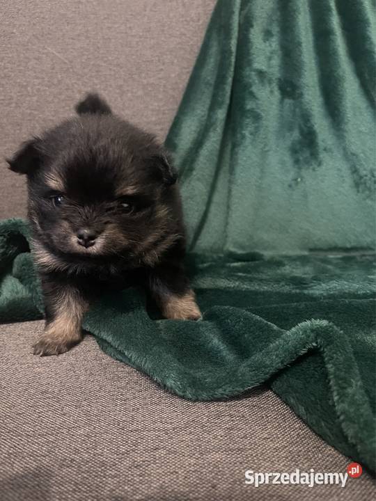 Szpic Miniaturowy Pomeranian. Suczka black tan