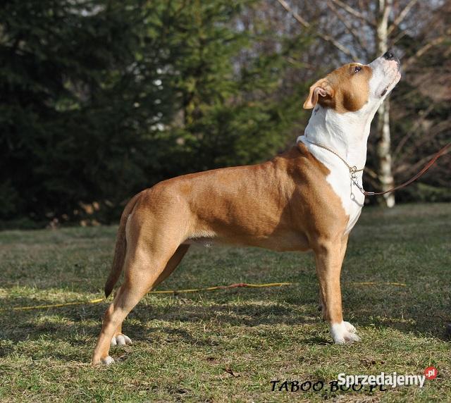AMSTAFF szczenięta z rodowodem CHAMPIONIE hodowl Psy Wrocław