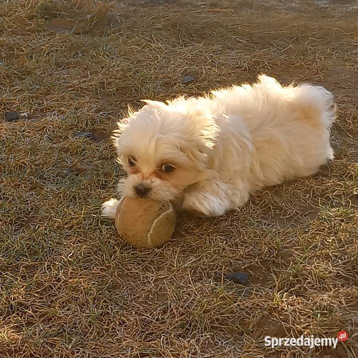 Maltaczyk chłopak mazowieckie Reducin