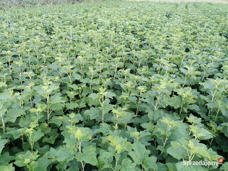 Sprzedam sadzonki porzeczki czarnej Pozostałe Bochotnica