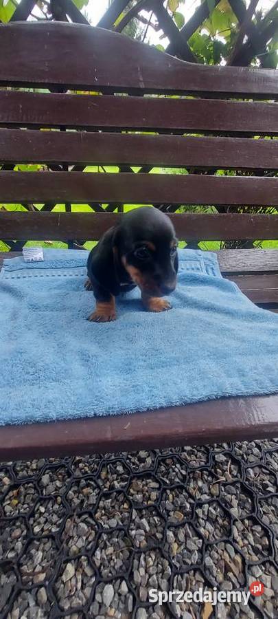 Jamnik miniaturowy szczeniaki Zwierzęta Tarnów