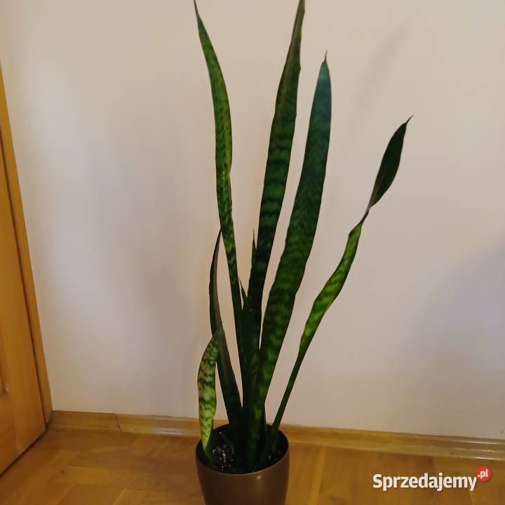 Wężownica Sansewiera wysoka 100 Nowy Sącz