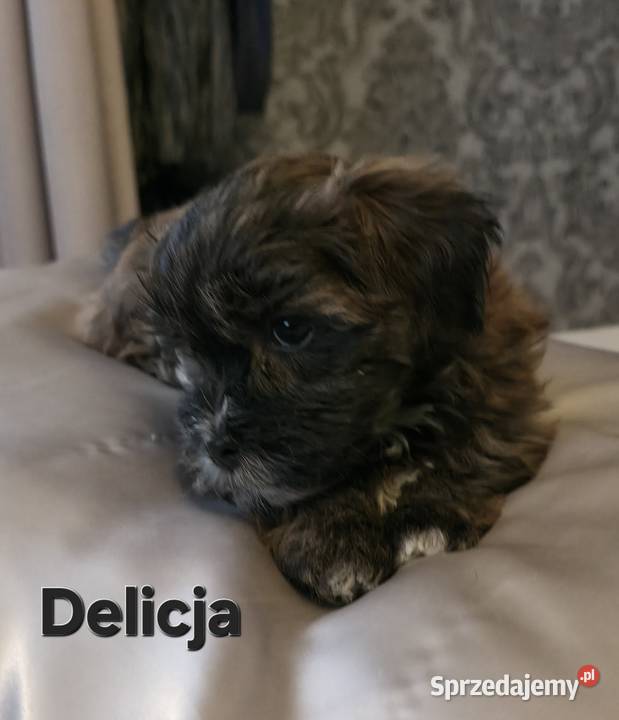 Rezerwacja piesek suczka Hawańczyk Championie mazowieckie Chrośla sprzedam