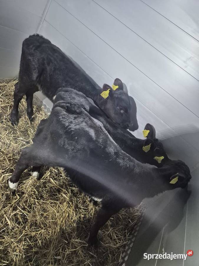 Byczki Jałoszki Cielęta Łuków lubelskie