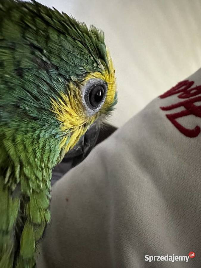 Amazonka niebieskoczelna ręcznie karmiona Katowice