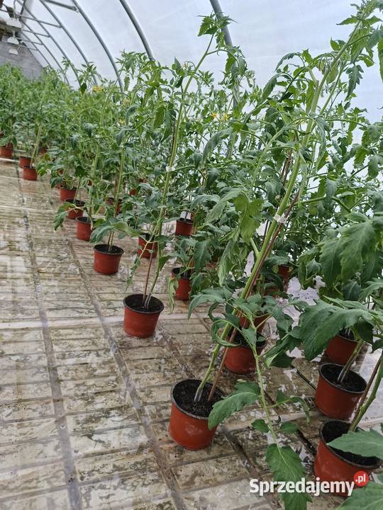 Sadzonka pomidora malinowego małopolskie