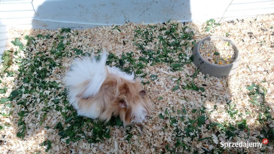 Świnki morskie rozetki Zamość