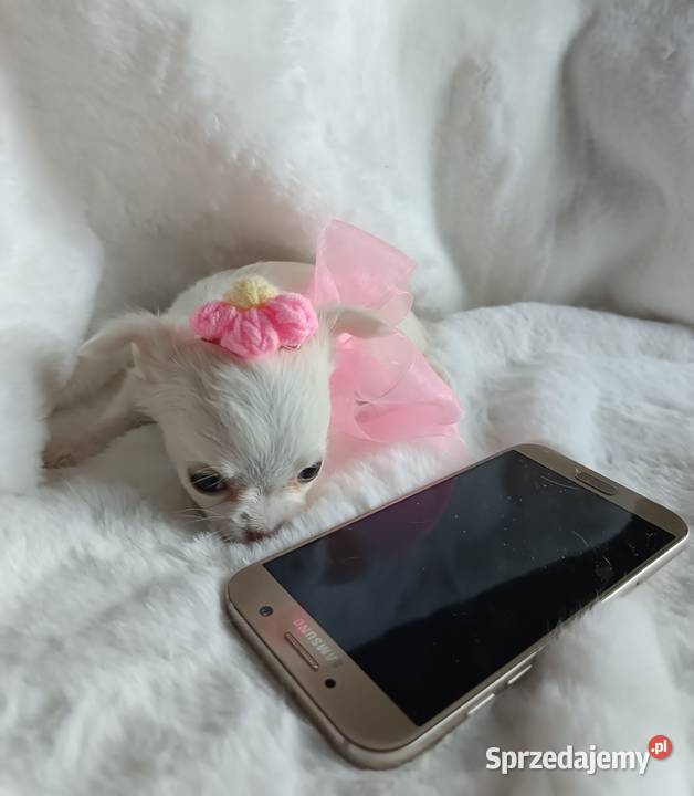 Chihuahua dziewczynka długowłosa suczka Chihuahua Inowrocław sprzedam