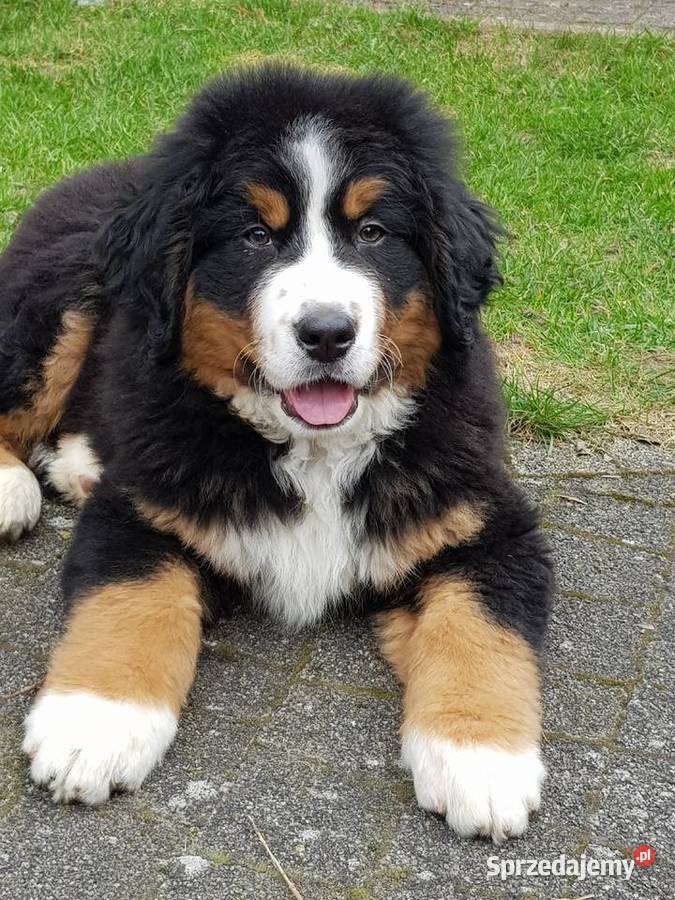 Berneński Pies Pasterski już do odbioru Lublin