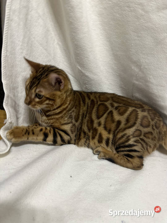 Bengalski kocur Bruno 5miesięczny Golden Spotted Warszawa